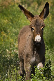 07-11-08 Custer  Mule baby 073.jpg