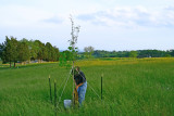 Southeast corner, 05-17-2008; Sugar Maple from Shy Valley Nursery