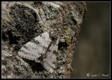 white underwing moth (Catocala relicta)