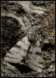 white underwing moth (Catocala relicta)