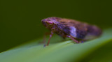 Common Froghopper - Philaenus spumarius-2
