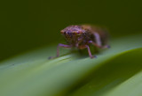Common Froghopper - Philaenus spumarius