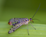 Male Scorpion Fly - Panorpa Germanica