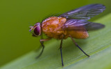 Yellow (Dung?) Fly