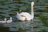 2-adult-swan-and-babies-7187.jpg