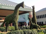 topiary giraffe family