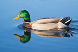 Mallard drake