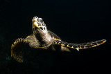 IMG_0150pb.jpg