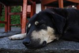 Sleeping Dog - Annapurna