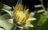 young balsam root