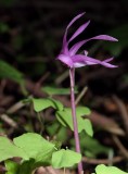 fairy slipper