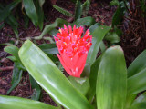 Billbergia concolor