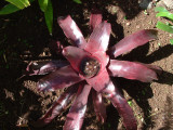 Neoregelia purple giant!