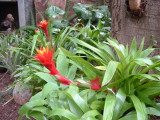 Guzmania Fire dragon