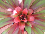 Nidularum Innocentii