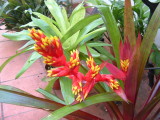 Guzmania blassi ?