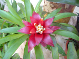 Guzmania lingulata