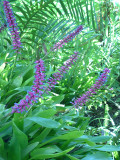 Aechmea gamosepala