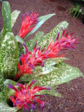 Billbergia Fantasia