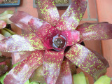 Neoregelia hybred (registered) (Madeira Rick Martin)