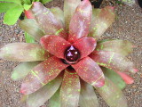 Neoregelia hybrid