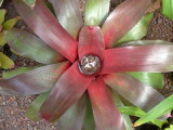 Neoreglia hybrid