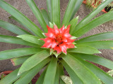 Guzmania