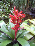 Aechmea fulgens hybrid