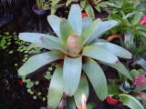 Alcantarea imperialis