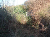 March 2008 An impenetrable thicket of brambles surrounding a couple of apple trees and an immense Forsythia.