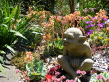 Gollum with Echeveria