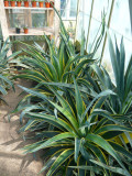 Agave desmetiana Marginata