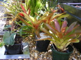 Bromeliads & Xanthosoma Micky Mouse