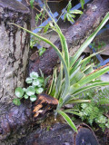 Billbergia nutans variegata