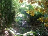 Bamboo alley