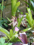 Begonia Connie Boswell with broms