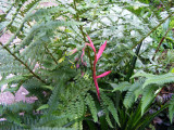 Billbergia nutans