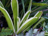 Aechmea gamosepala Lucky Stripe