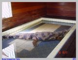 Buaya Setia. Kolam ini adadiruang tamu