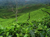 Nirmala Tea Plantation