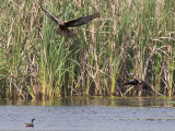 Swamp Harrier and Pacific Black Duck _9151996.jpg