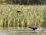 Swamp Harrier and Pacific Black Duck _9152026.jpg