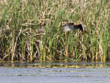 Swamp Harrier and Pacific Black Duck chicks _9151979.jpg