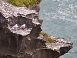 Red-billed Gulls _9010342.jpg