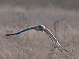 Male Harrier _B133270.jpg
