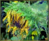 sunflower-wb.jpg
