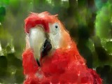 parrot-4.jpg