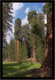 A Sequoia Grove