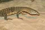 female perentie 2.jpg