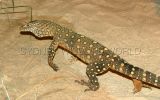 female perentie 3.jpg